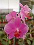 Tinonee-orchids-2 034
